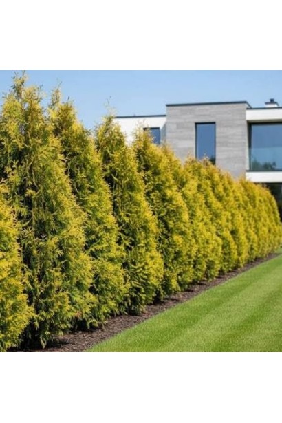 Thuja occidentalis Golden Brabant у сонячному саду
